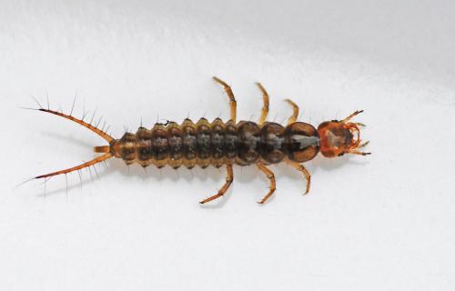 Réf. 338 220 : Nebria sp.
